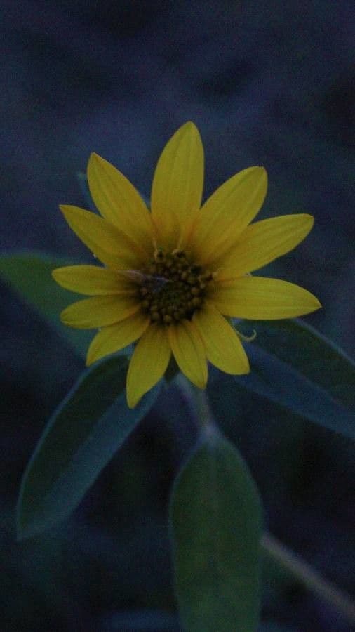 Girasole nano