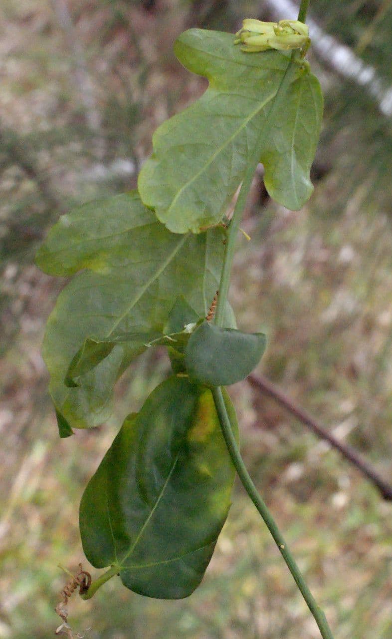 Passiflora suberosa 24