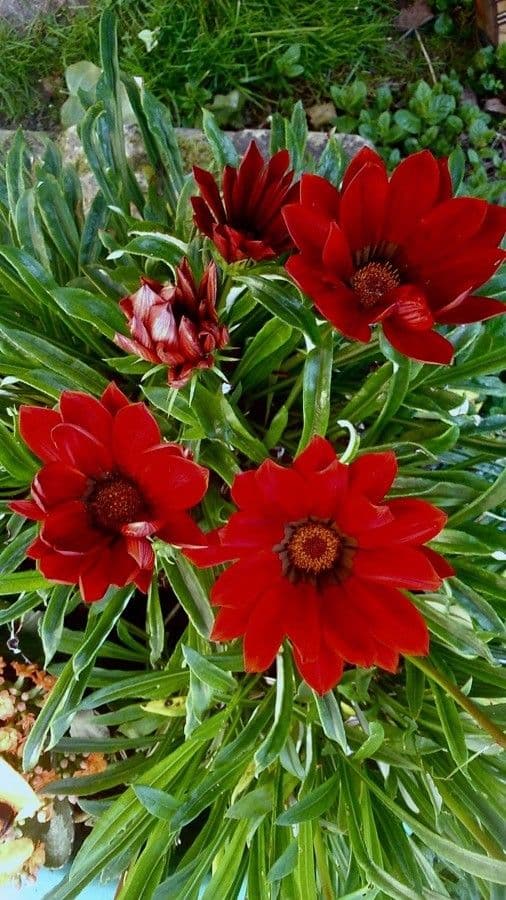 Gazania 12