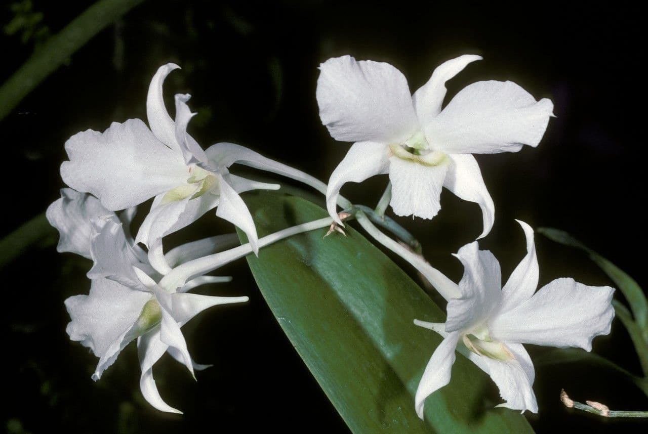 Dendrobium