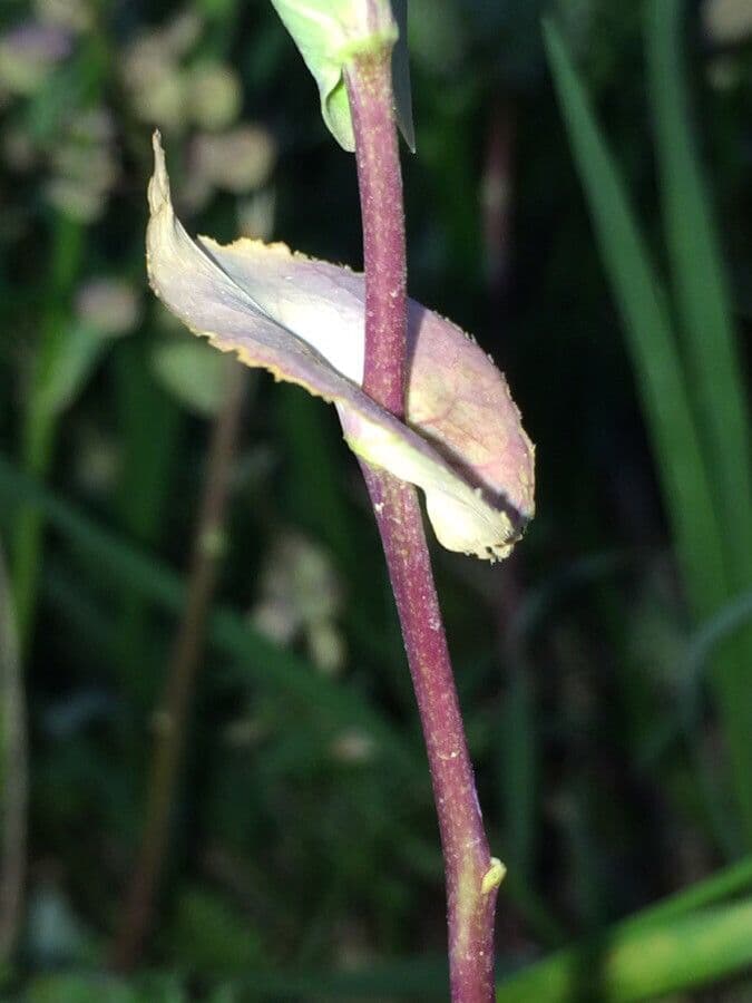 Lepidium perfoliatum 19