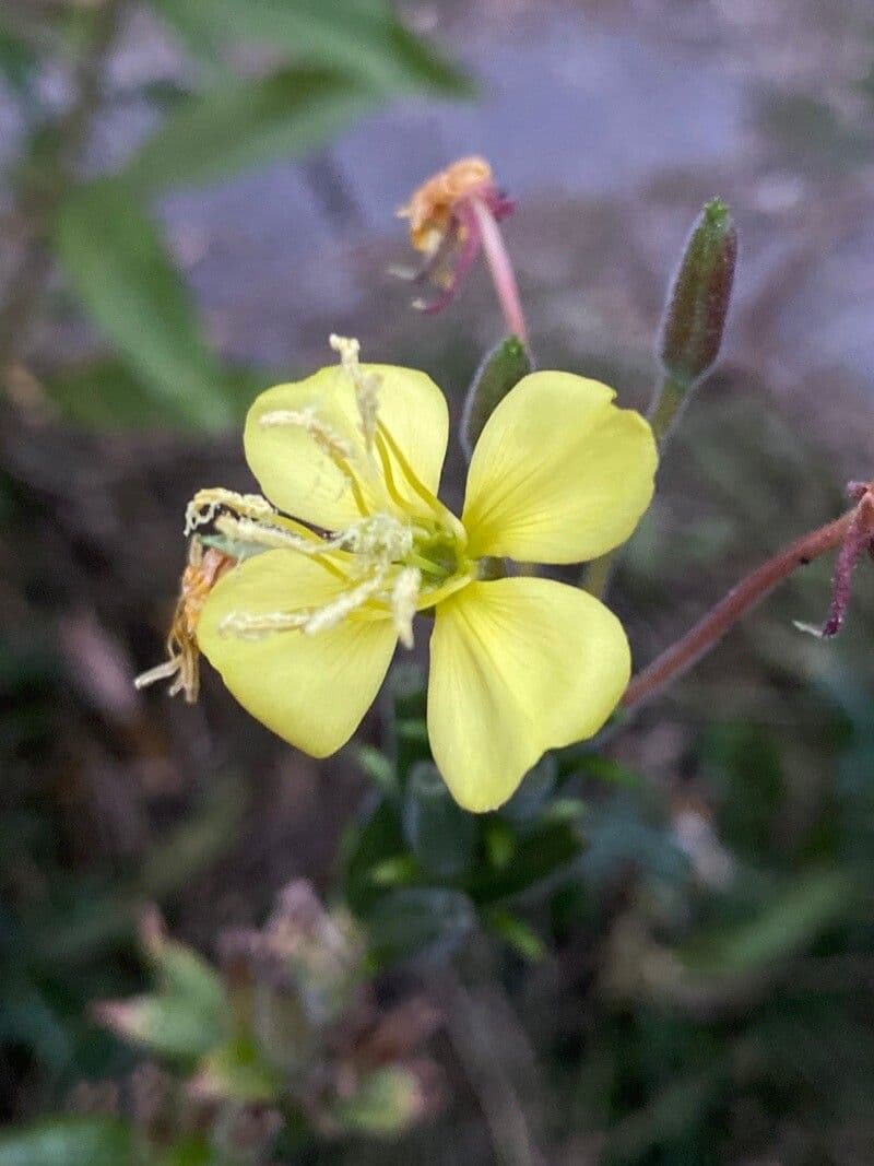 Enagra parviflora 10