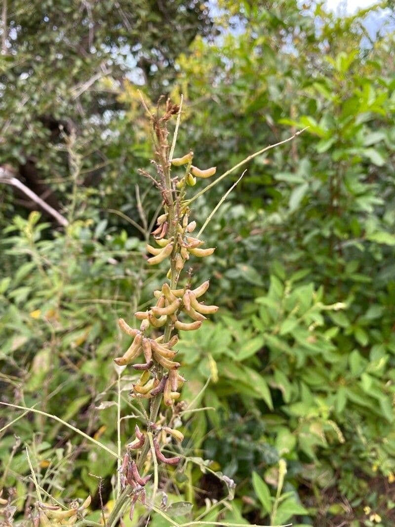 Indigofera 2