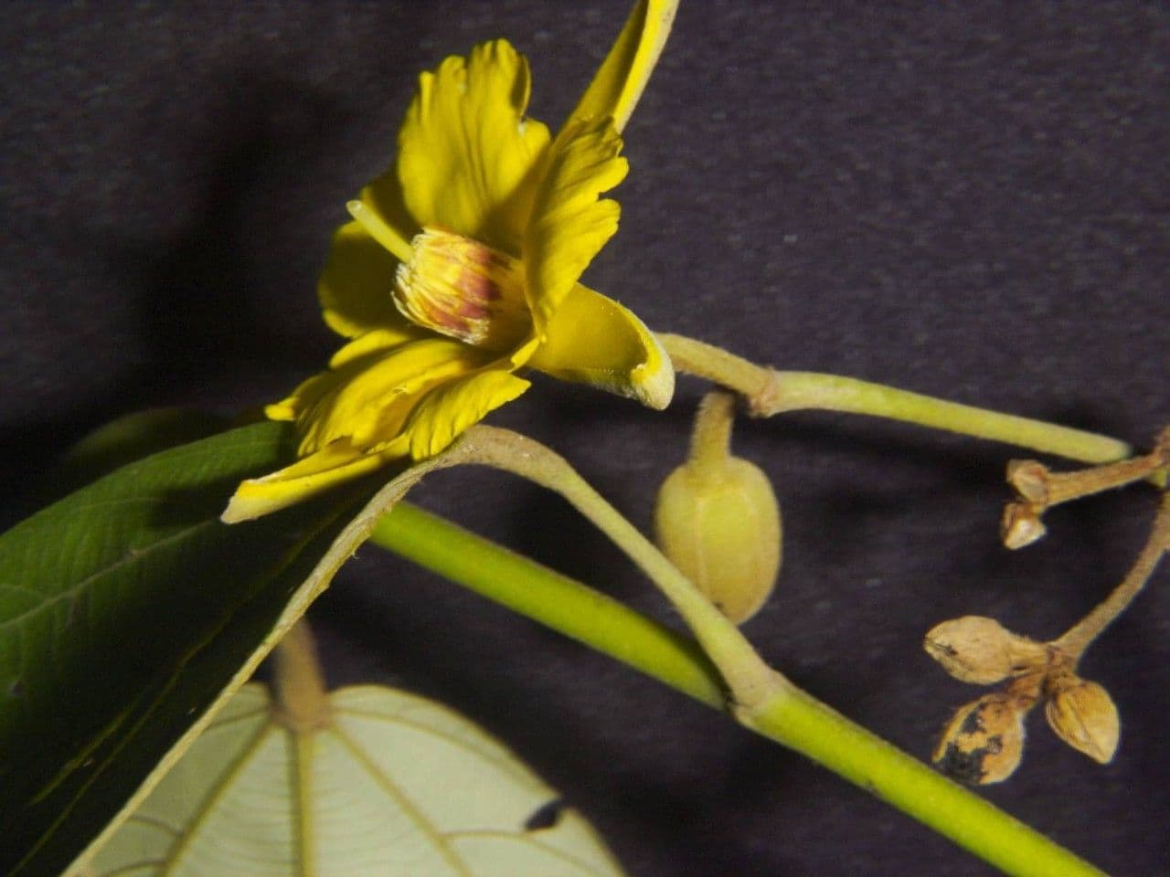 Apeiba 4