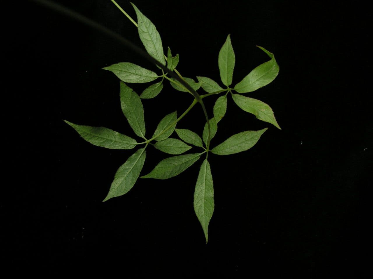 Pseudoginseng 3
