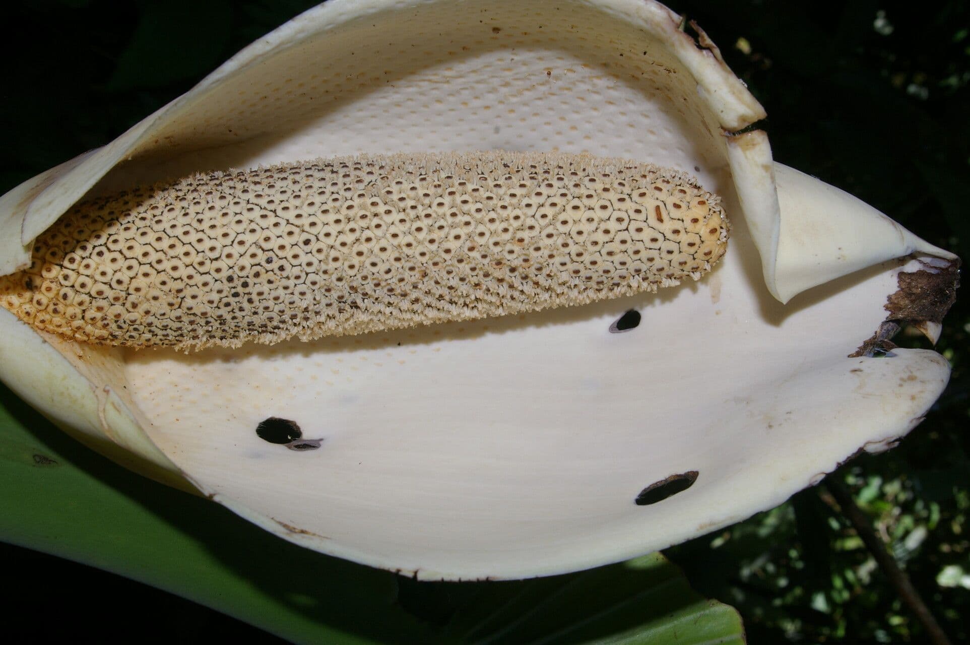 Monstera 3