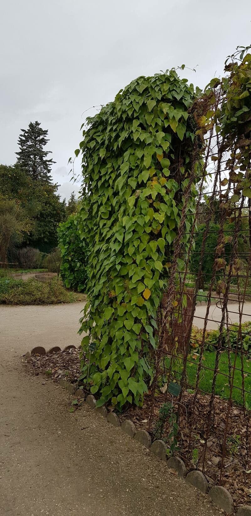 Stephania japonica 3