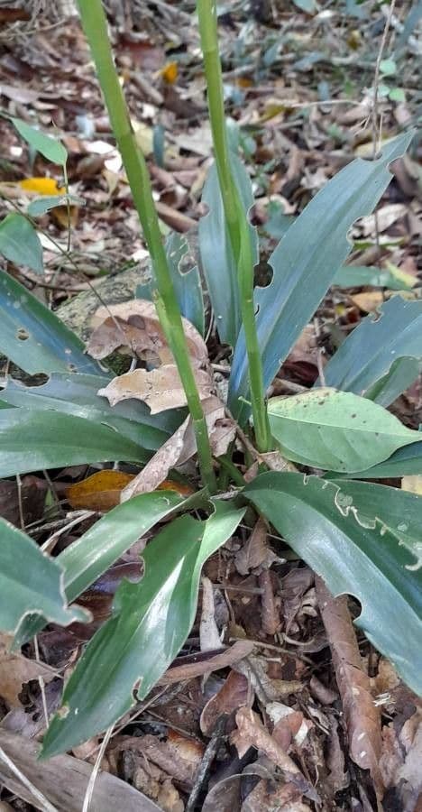 Cyclopogon 2