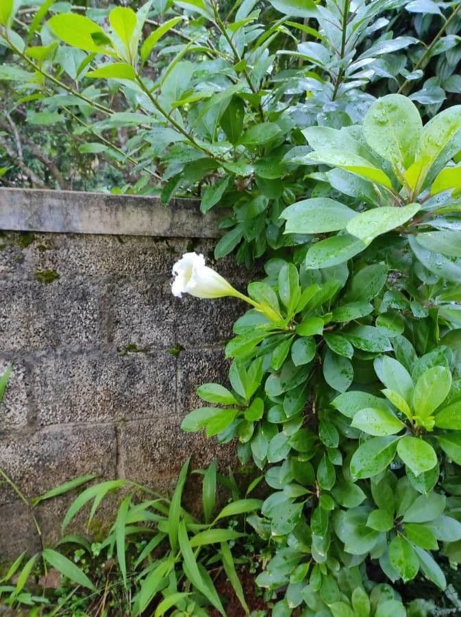 Solandra grandiflora 14