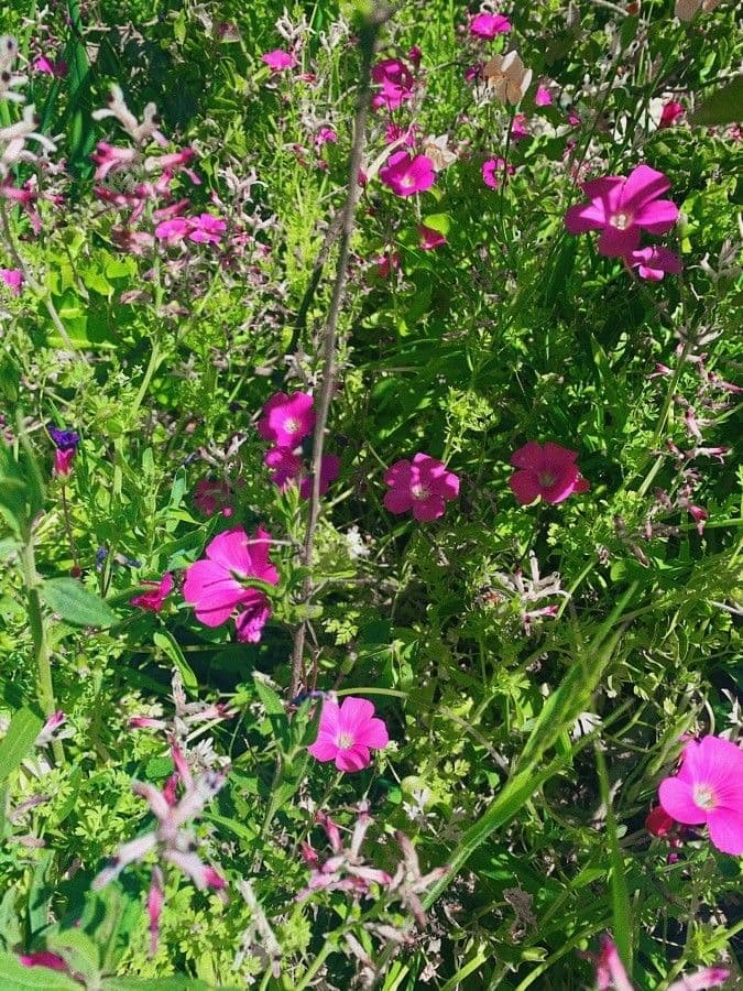 Callirhoe digitata 3