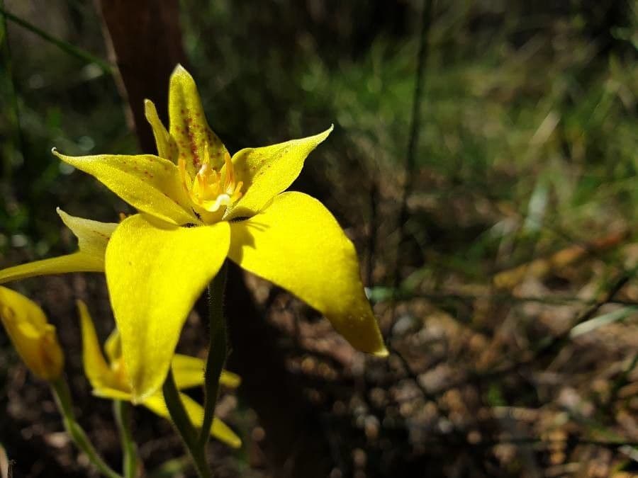 Caladenia flava 5