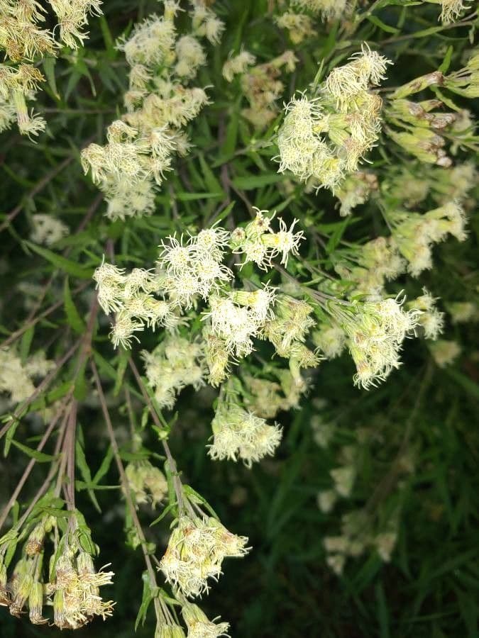 Brickellia eupatorioides 6