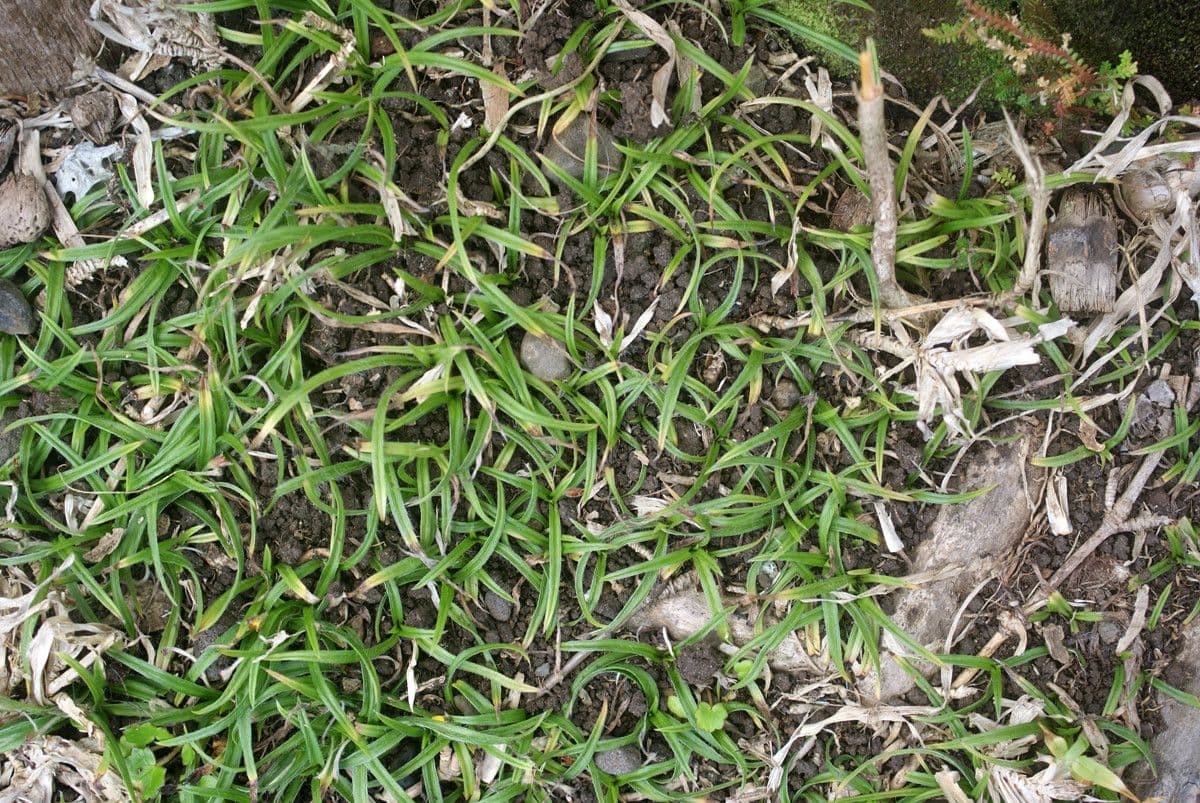 Hypoxis 10
