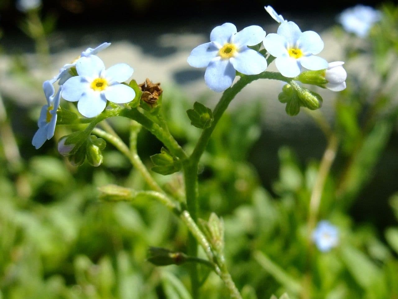 Myosotis de Rehsteiner 3