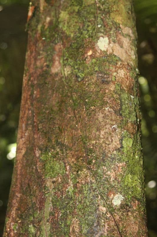 Trichilia 20