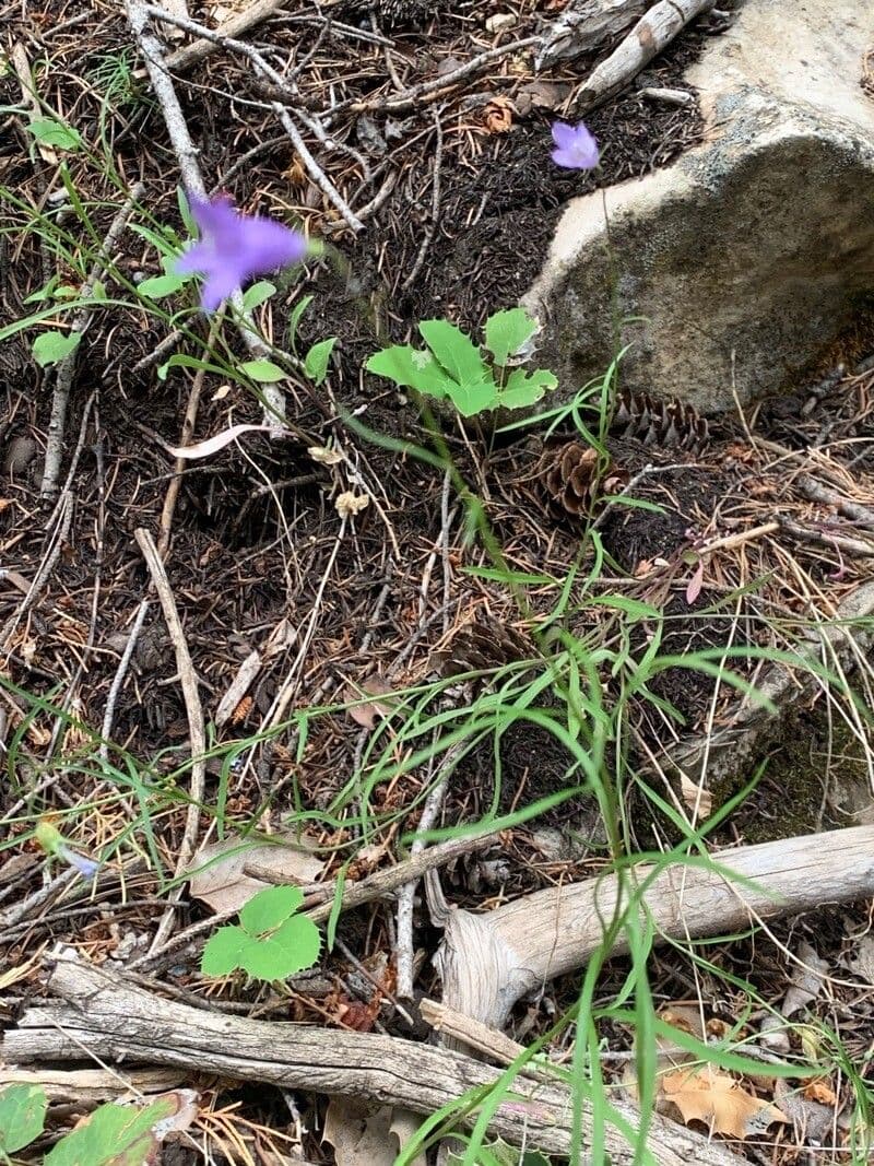 Campanula intaccata 10