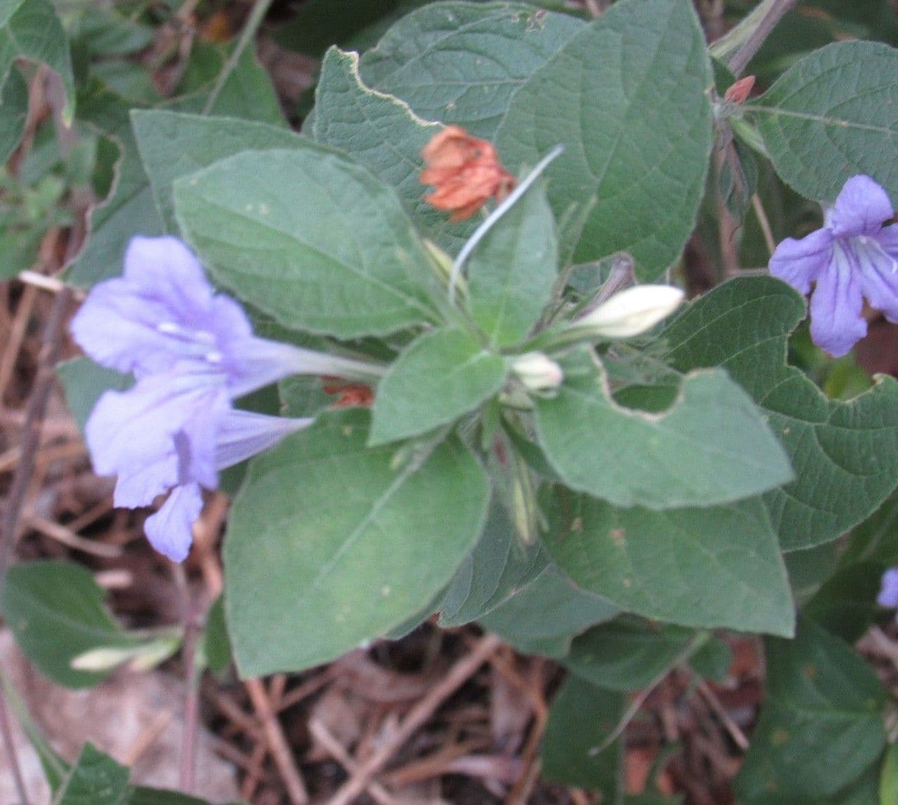 Ruellia 2