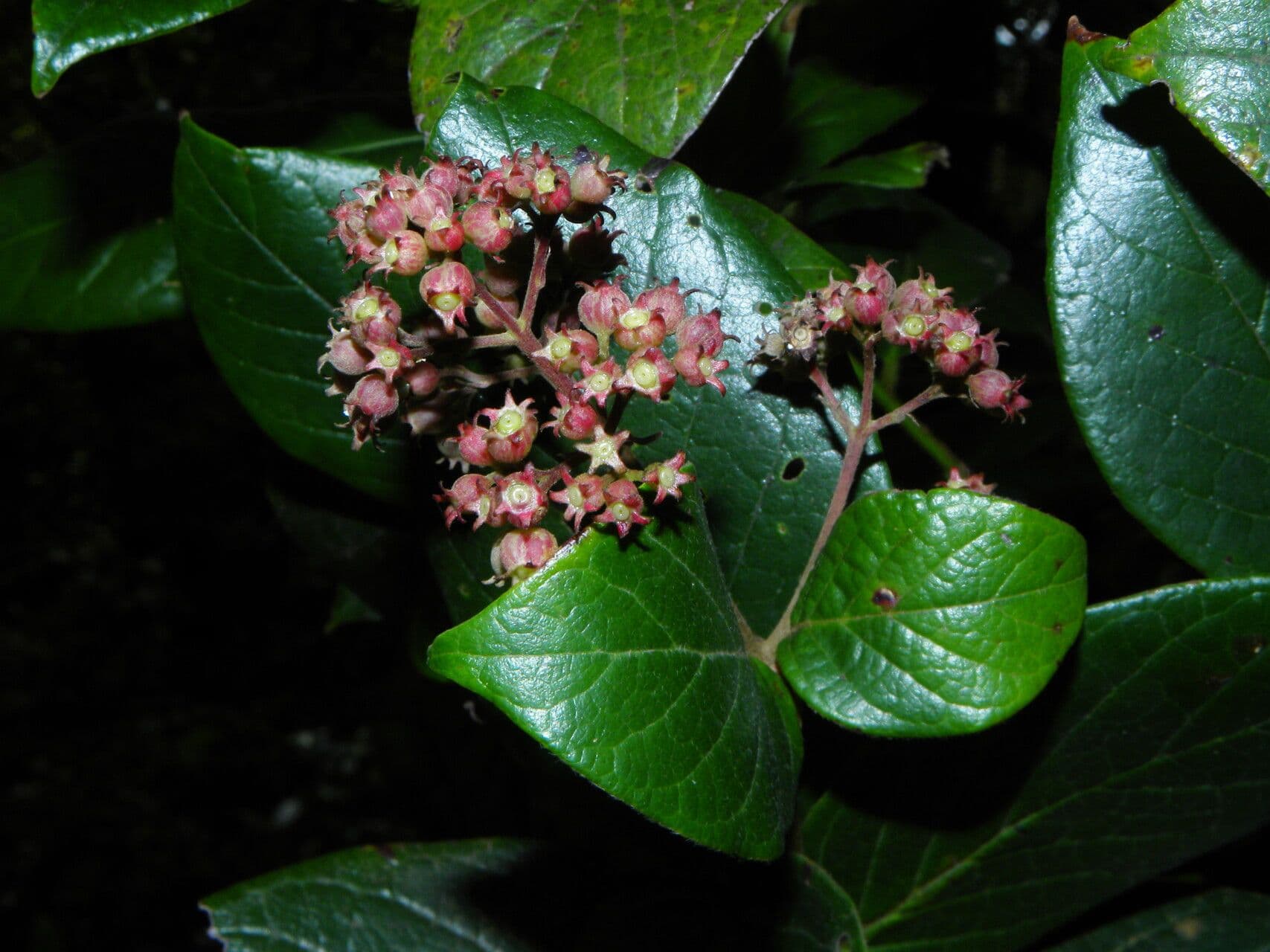 Rogiera 6