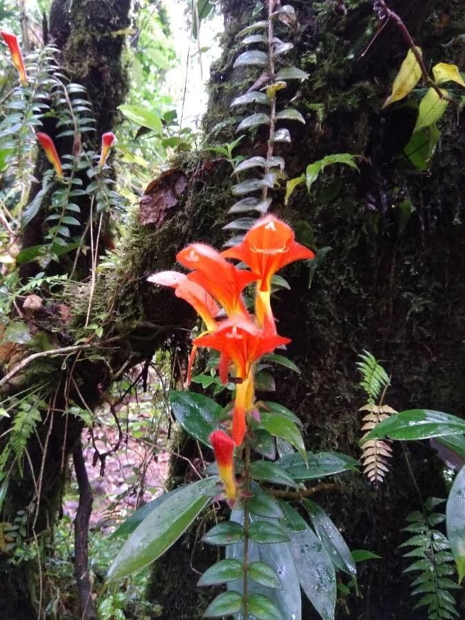 Columnea 6