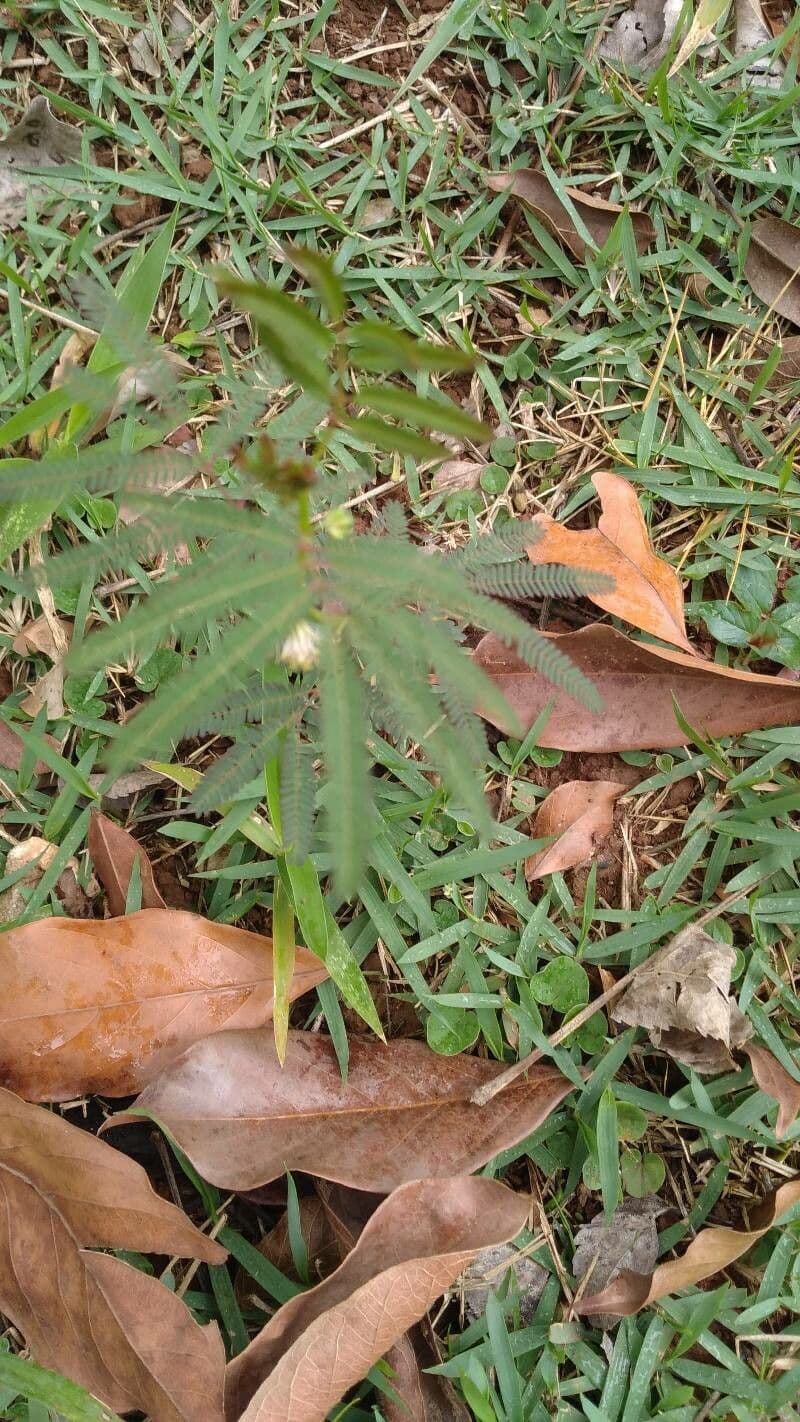 Desmanthus 5