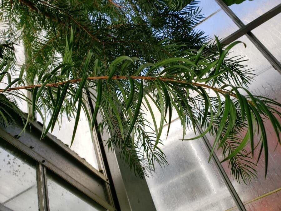 Keteleeria 4