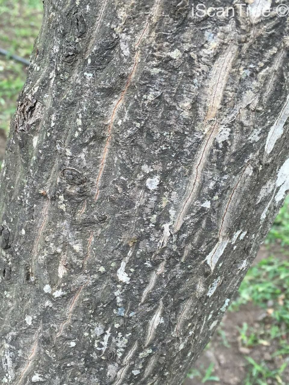 Galpinia 24