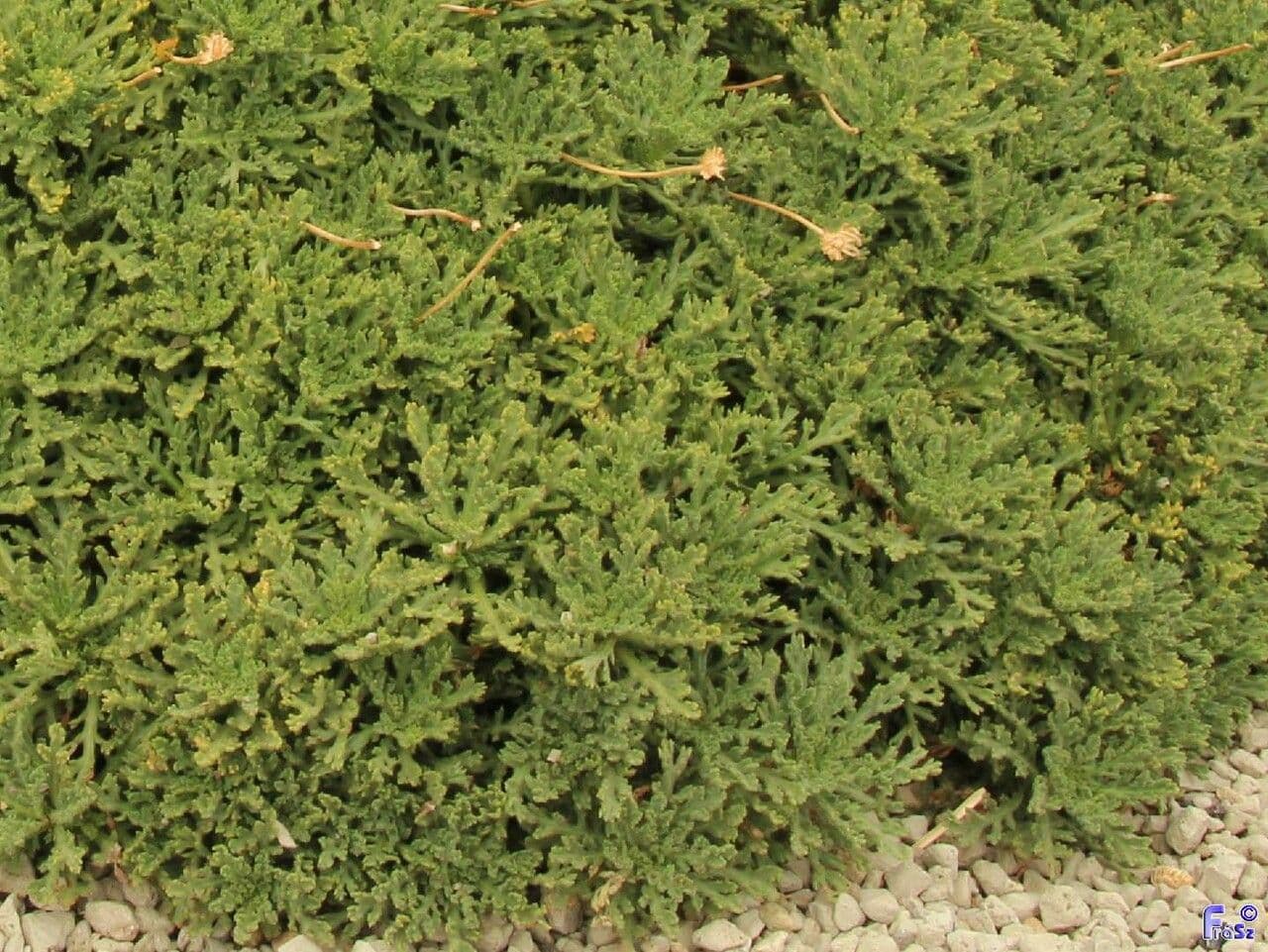 Argyranthemum 11