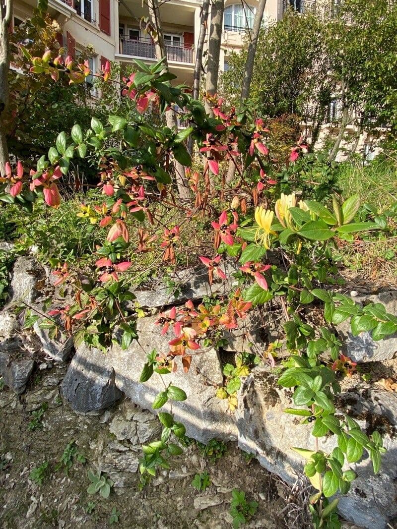 Geissblatt 14