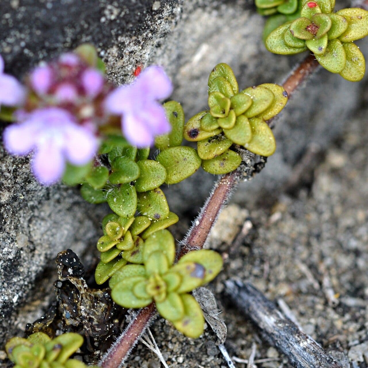 Frühblühender Thymian 24