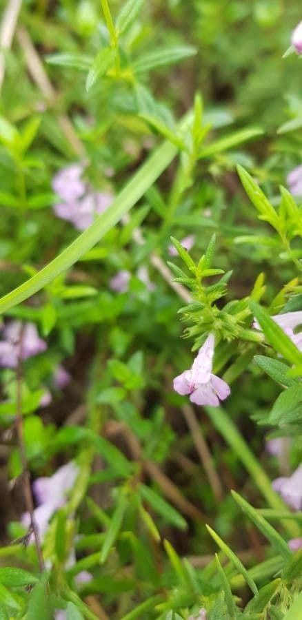 Micromeria greca 16