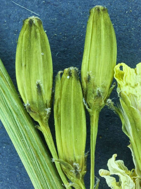 Cerefolio acuminado