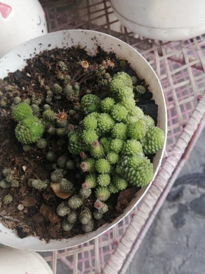 Vielblättrige Monanthes 8
