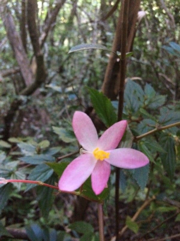 Fuchsie-Begonie 2