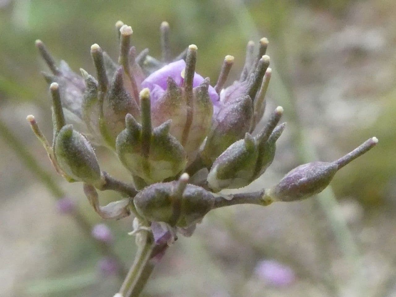 Schiffchenblättrige Schleifenblume 2