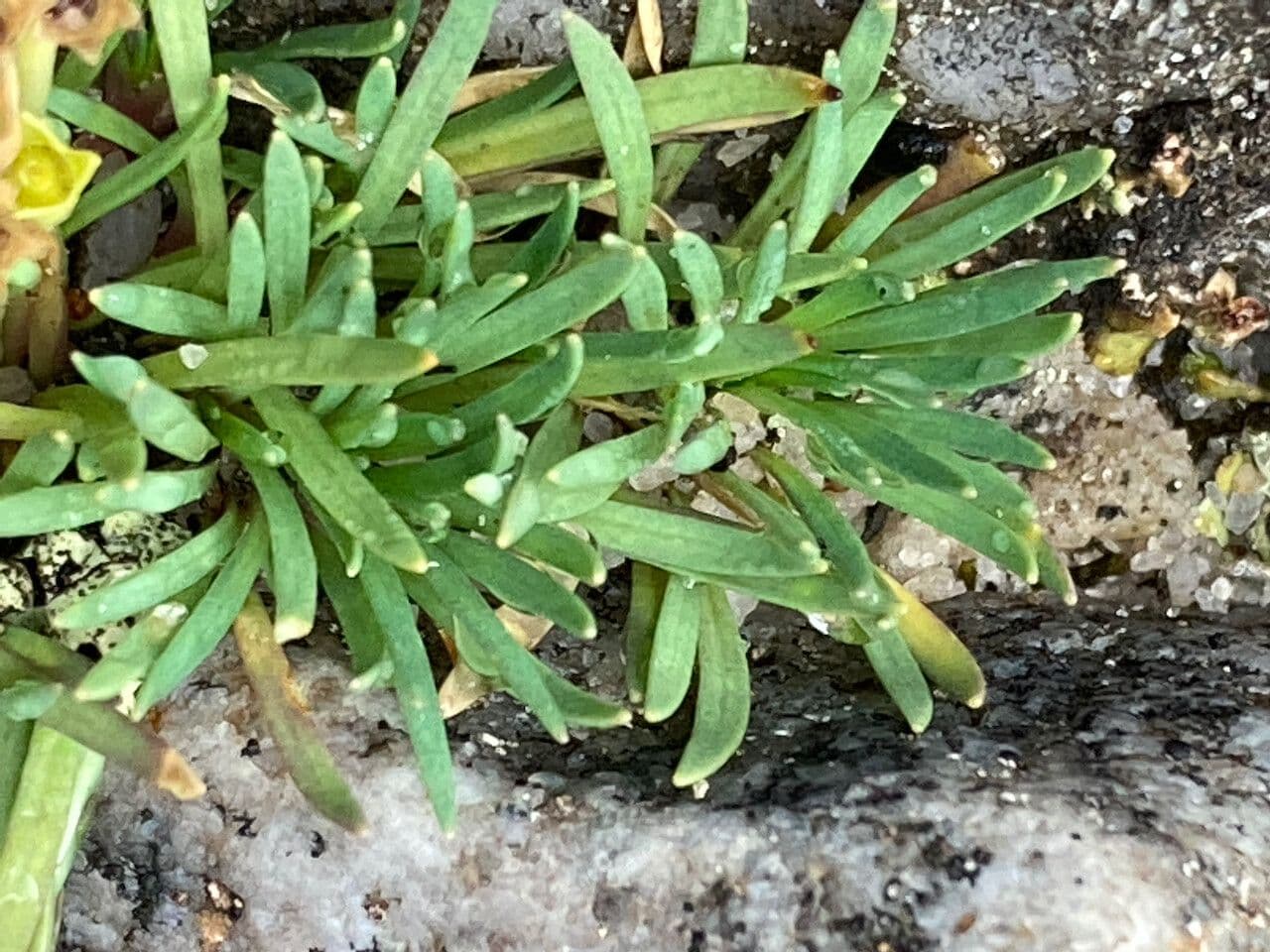 Lysipomia 11