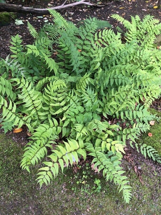 Fougère de Fortune 8