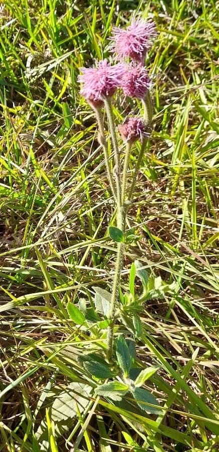 Campuloclinium macrocephalum 7