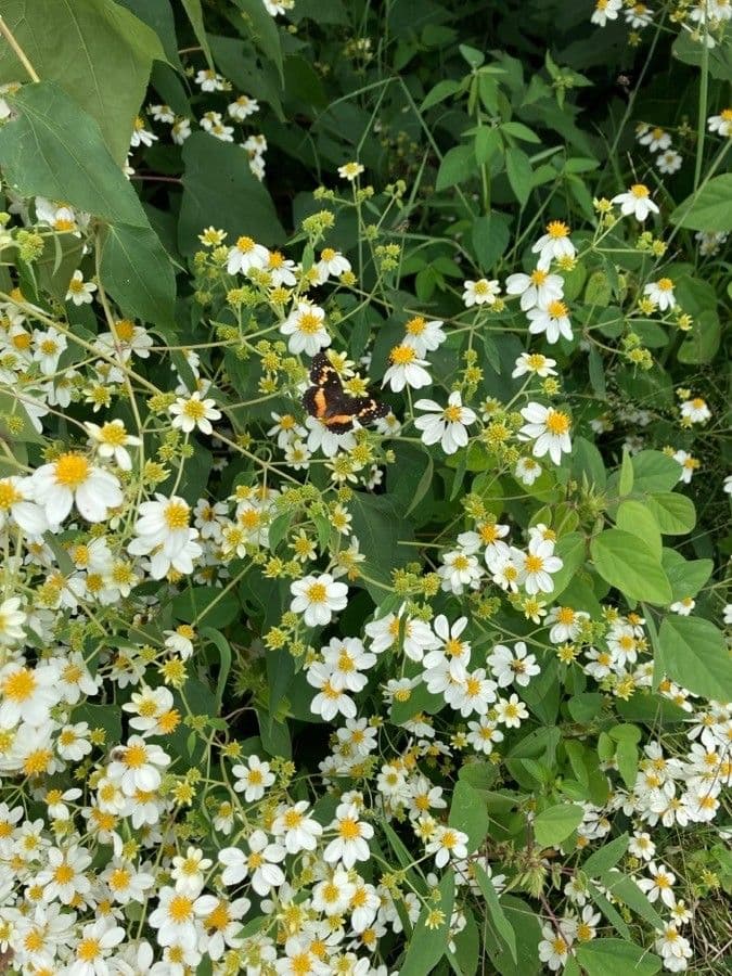 Montanoa leucantha