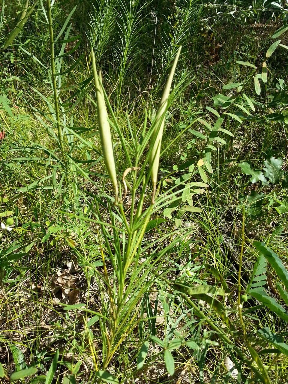 Asclepias verticillata 13