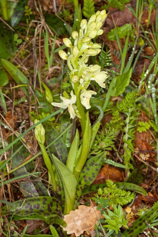 Orchide provinciale 8
