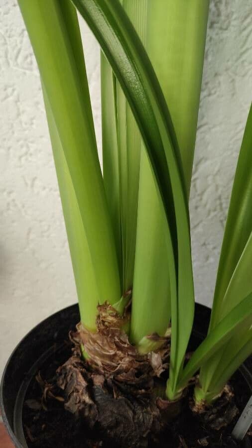 Amaryllis regina 20
