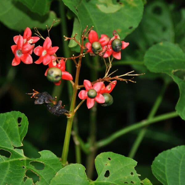 Clerodendrum 4