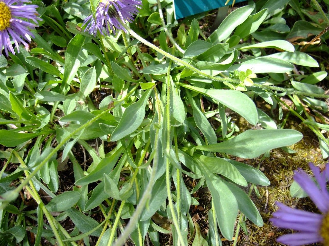Fleabane 14