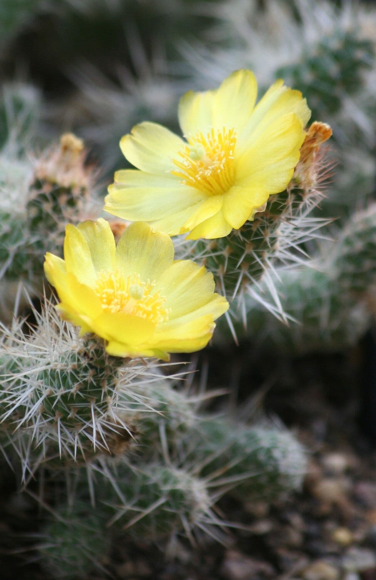 Pterocactus