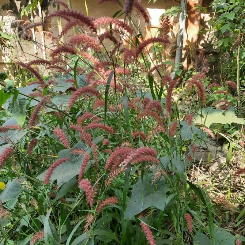 Erba fontana pelosa 11