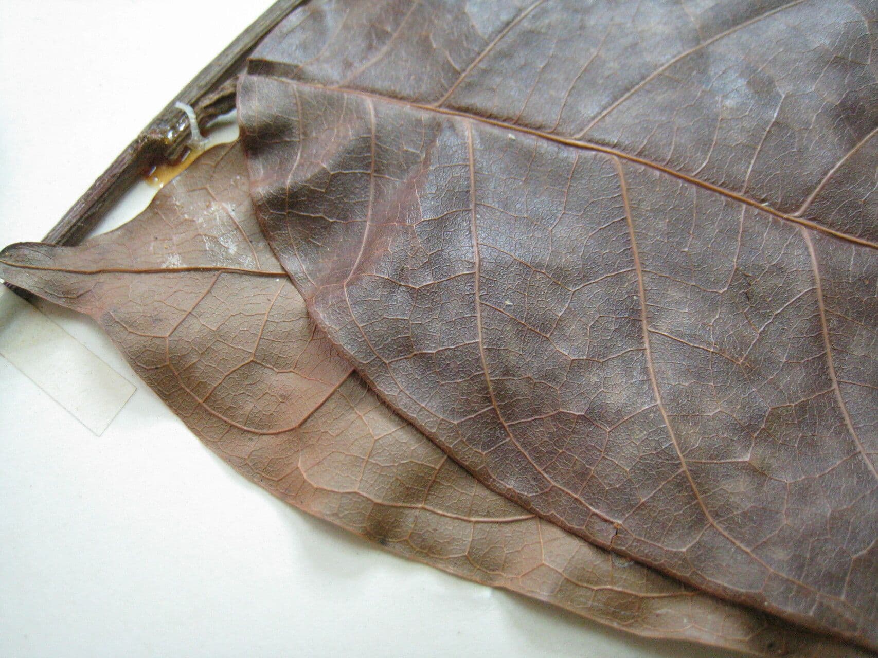 Trattinnickia 5