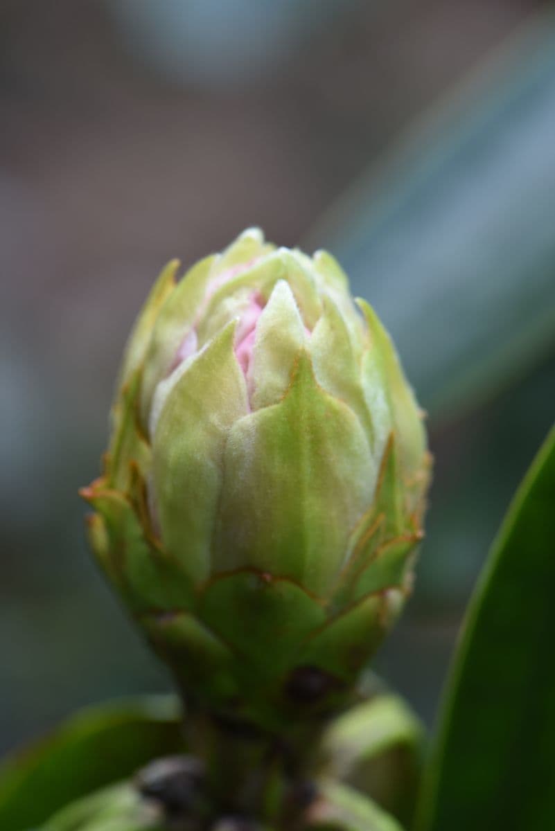 Rododendro 9