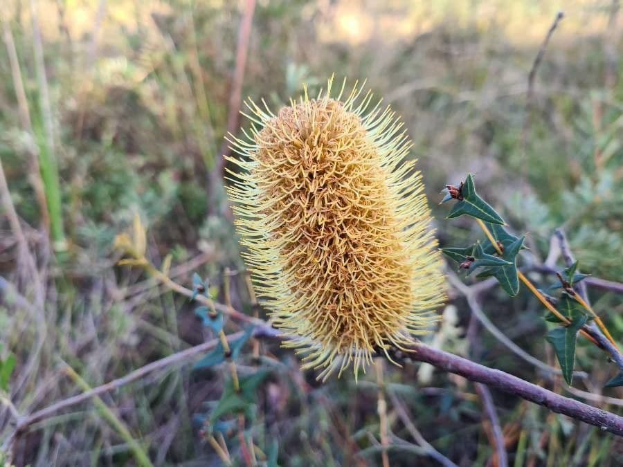 Banksia 5