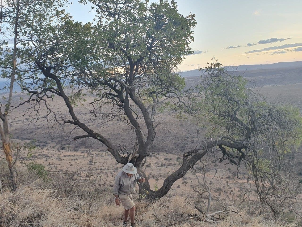 Ozoroa insignis 8