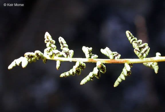 Felce delle scogliere dell'Oregon 7